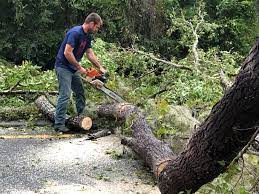 How Our Tree Care Process Works  in  Woodburn, VA