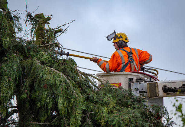 Best Residential Tree Removal  in Woodburn, VA