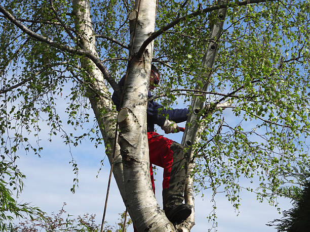 Woodburn, VA Tree Removal Services Company